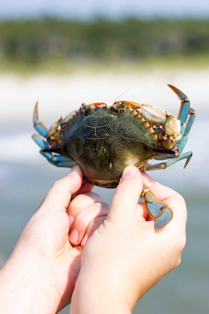 Crabbing at the state park in Myrtle Beach