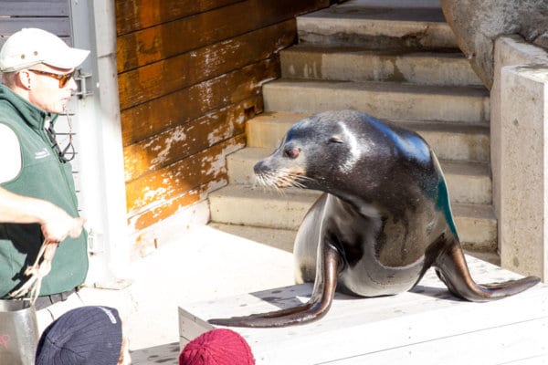 Taronga Zoo Sydney Australia - Easy Peasy Meals